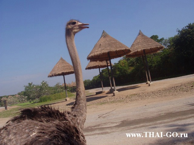 �������, ����, ������ ����