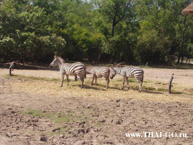 �������, ����, ������ ����