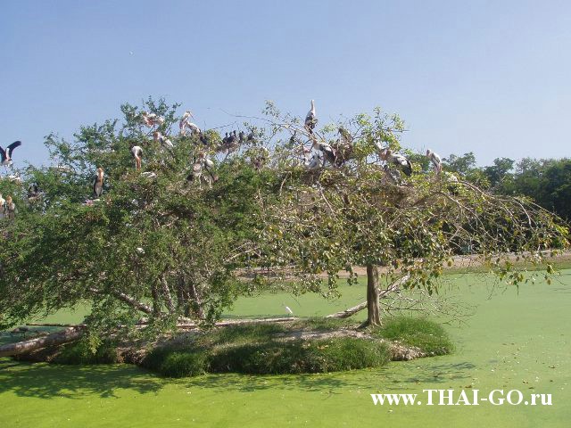 �������, ����, ������ ����