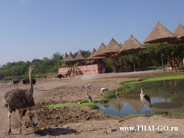 �������, ����, ������ ����