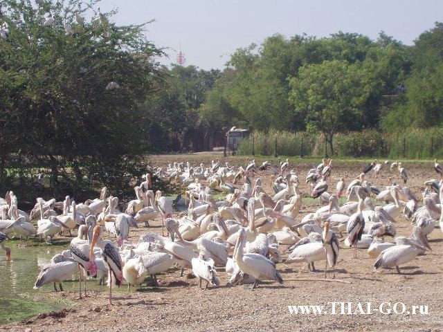 �������, ����, ������ ����