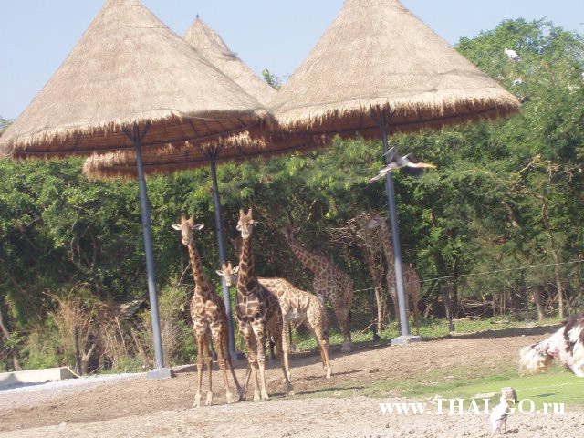 �������, ����, ������ ����