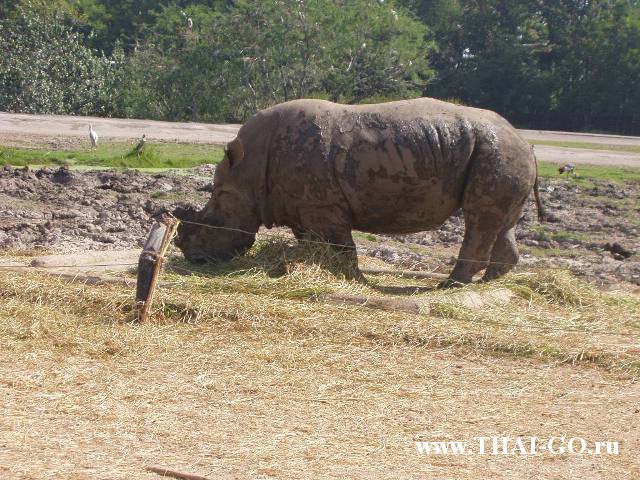 �������, ����, ������ ����