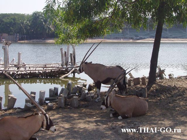 �������, ����, ������ ����