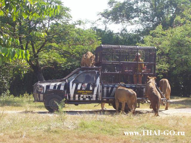 �������, ����, ������ ����