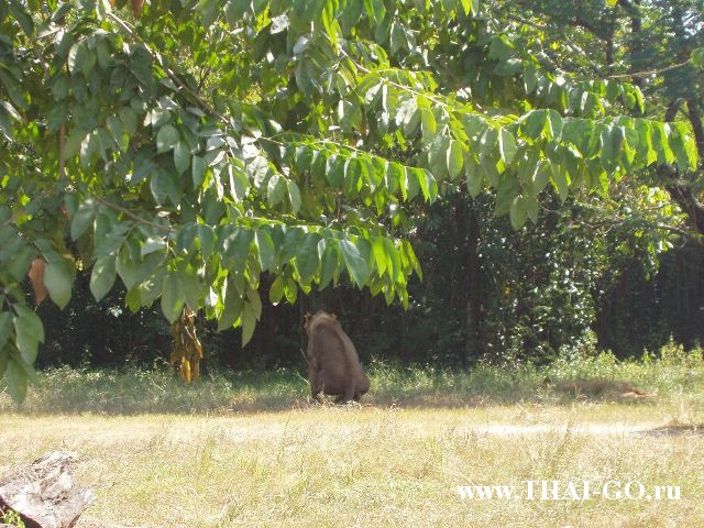 �������, ����, ������ ����