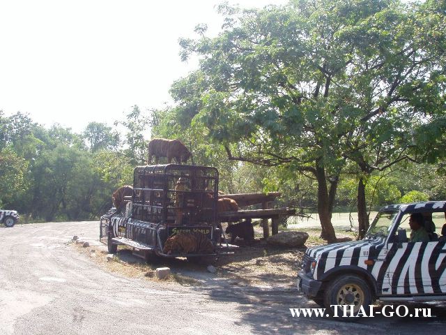 �������, ����, ������ ����