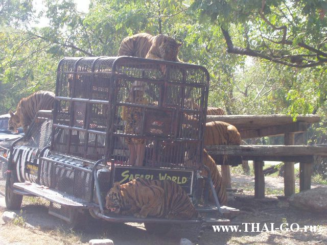 �������, ����, ������ ����