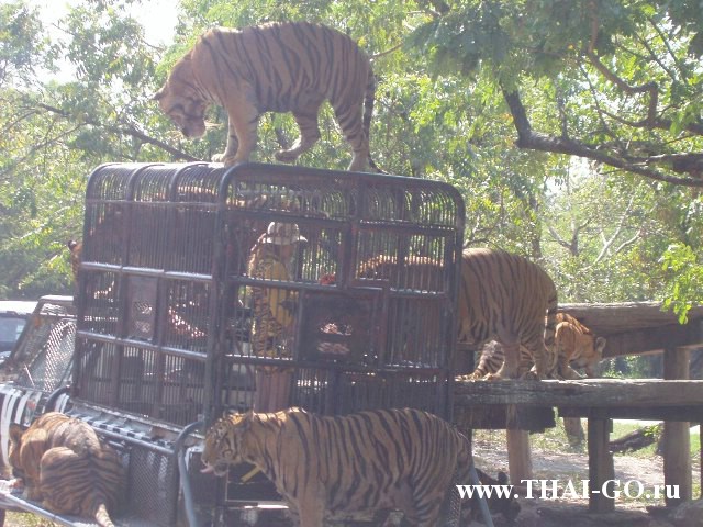 �������, ����, ������ ����