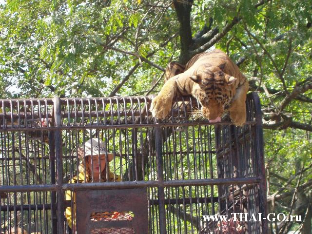 �������, ����, ������ ����