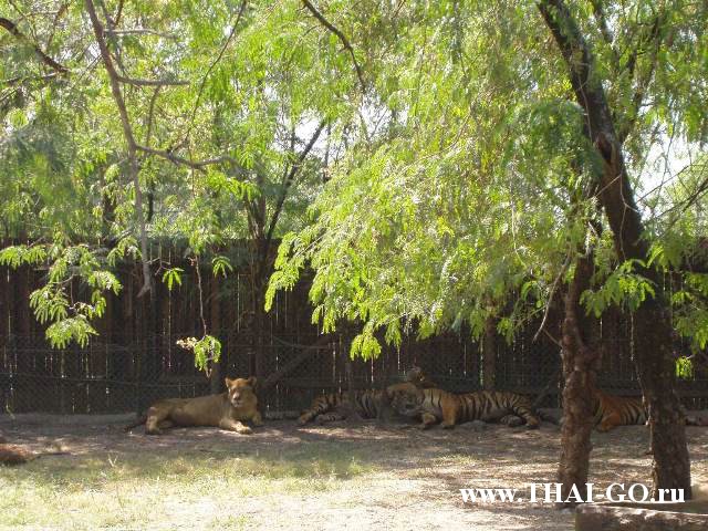 �������, ����, ������ ����