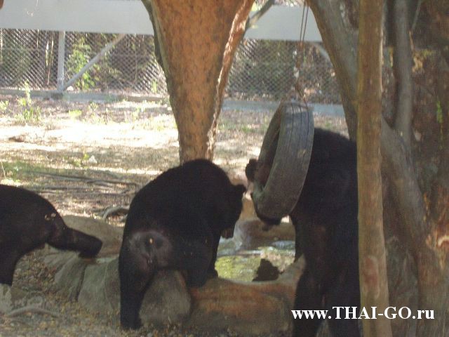 �������, ����, ������ ����