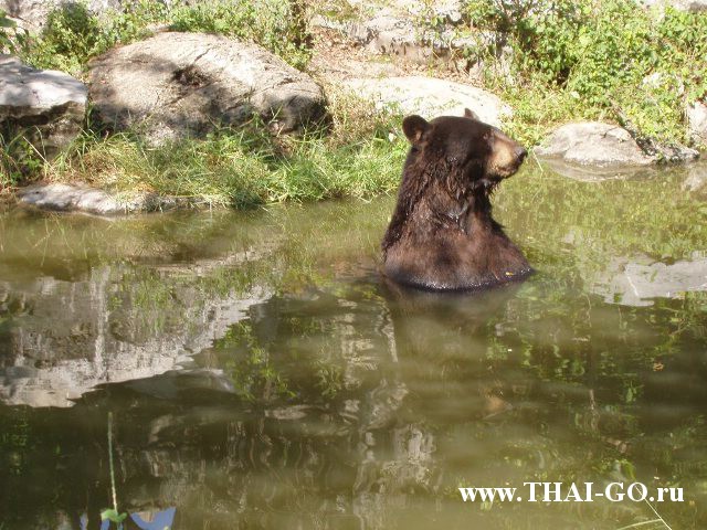 �������, ����, ������ ����