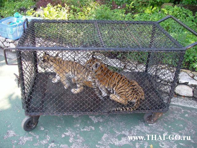 �������, ����, ������ ����