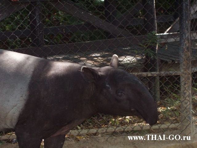 �������, ����, ������ ����