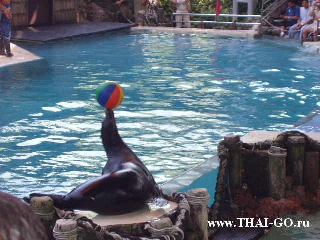 �������, ����, ������ ����