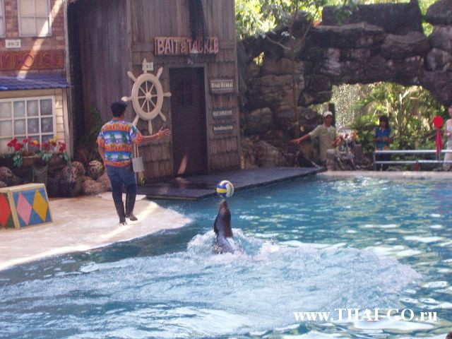 �������, ����, ������ ����