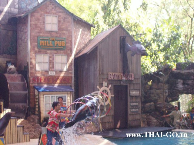 �������, ����, ������ ����