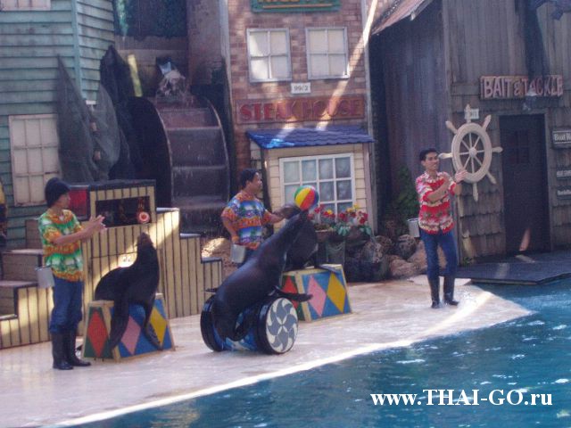 �������, ����, ������ ����