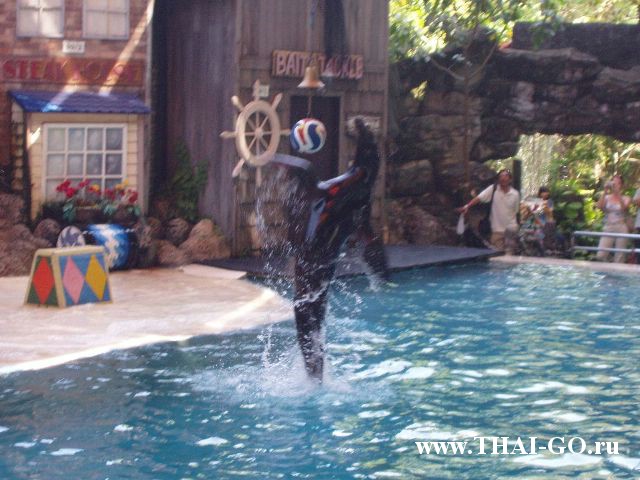 �������, ����, ������ ����