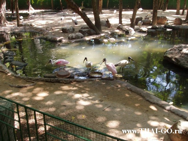 �������, ����, ������ ����