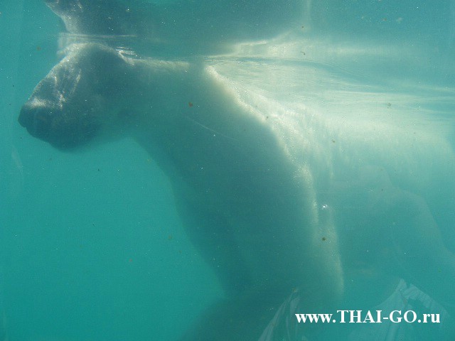 �������, ����, ������ ����