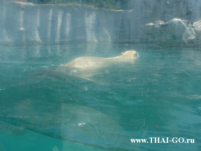 �������, ����, ������ ����