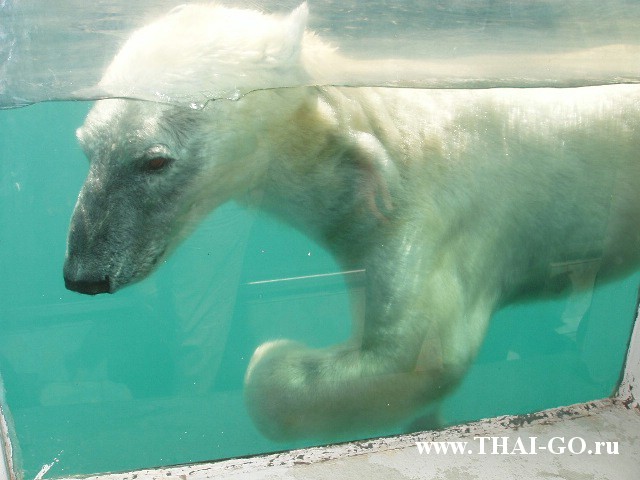 �������, ����, ������ ����