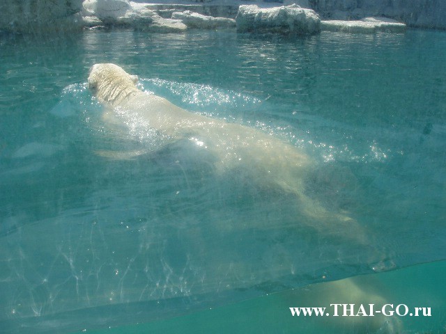 �������, ����, ������ ����