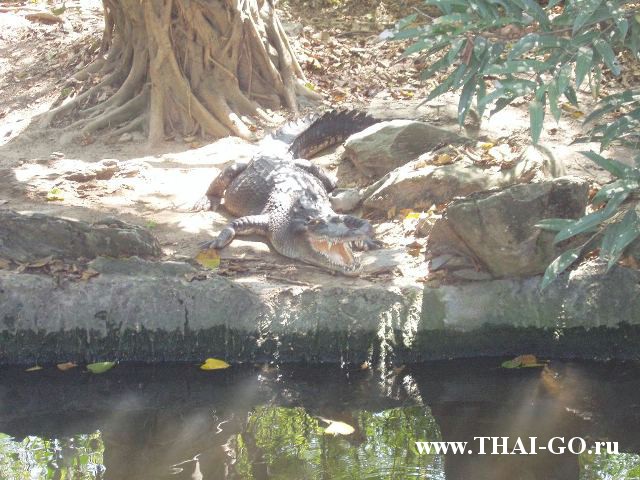 �������, ����, ������ ����