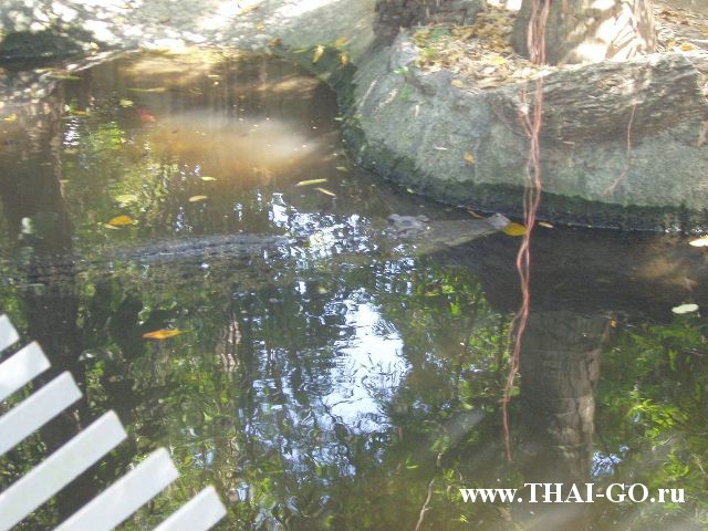 �������, ����, ������ ����