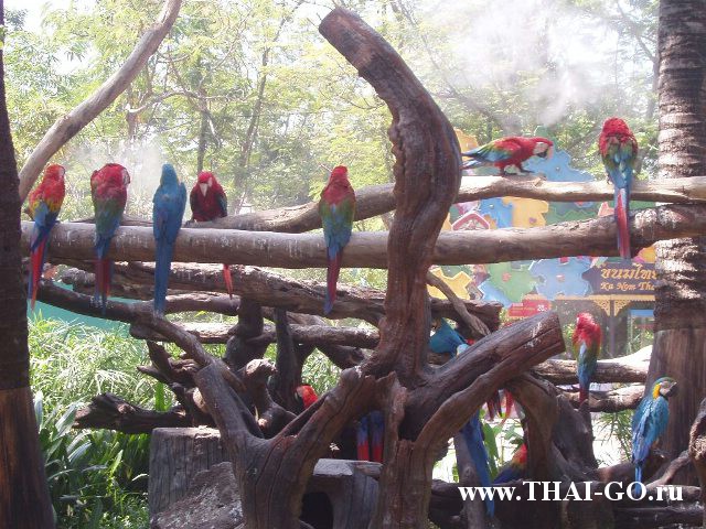 �������, ����, ������ ����