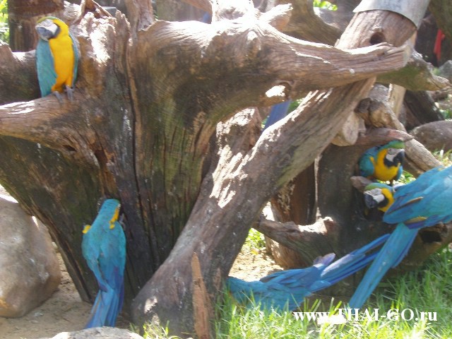 �������, ����, ������ ����