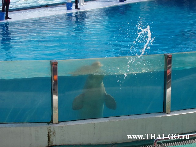 �������, ����, ������ ����