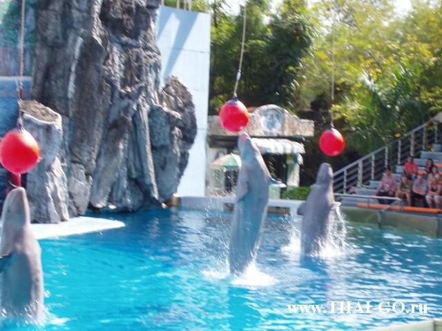 �������, ����, ������ ����