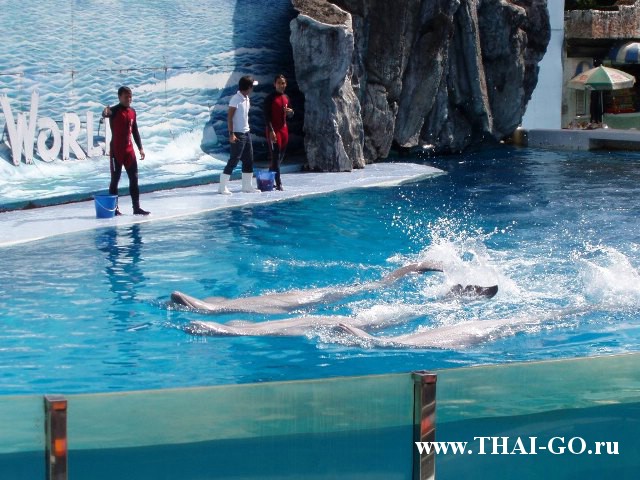 �������, ����, ������ ����