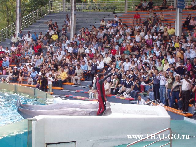 �������, ����, ������ ����