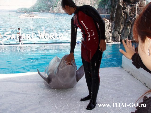 �������, ����, ������ ����