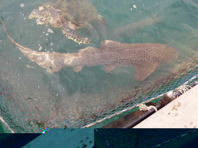 �������, ����, ������ �����