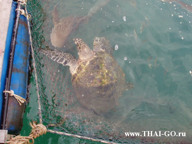 �������, ����, ������ �����