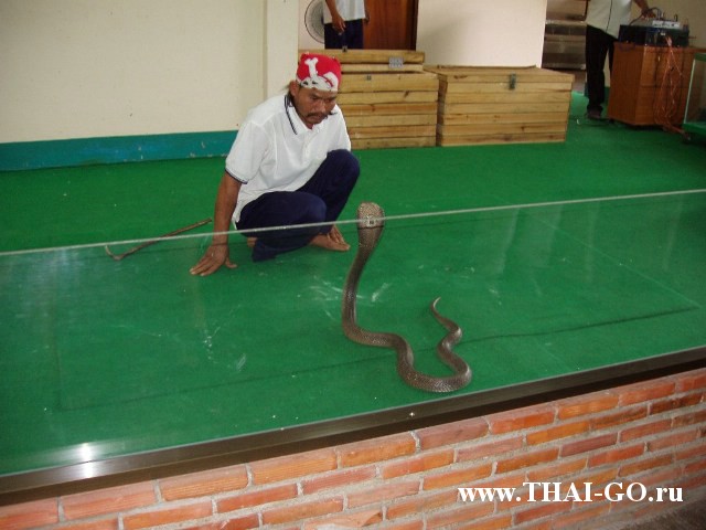 �������, ����, ������� �����