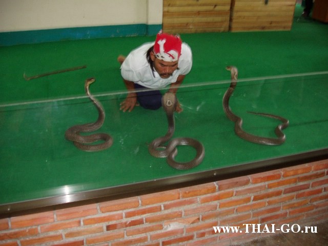 �������, ����, ������� �����