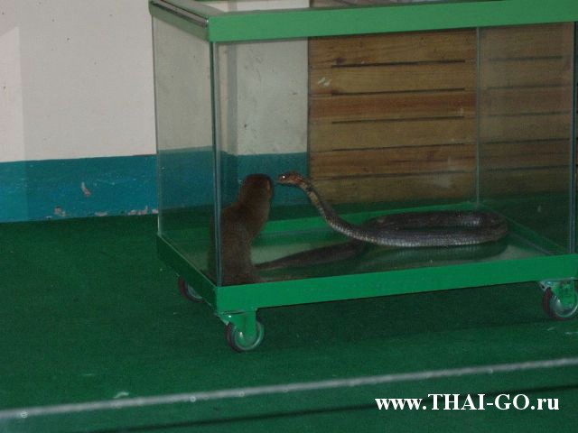 �������, ����, ������� �����