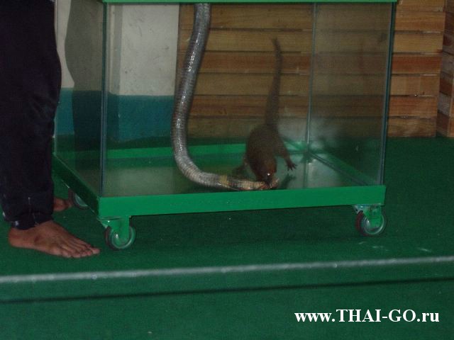 �������, ����, ������� �����