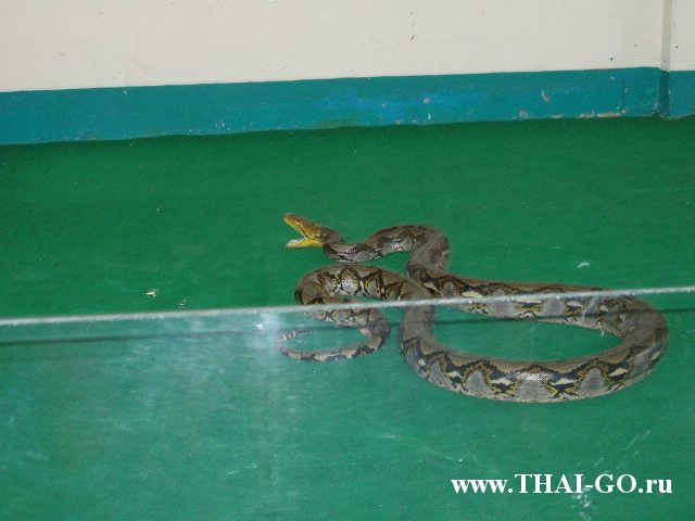 �������, ����, ������� �����