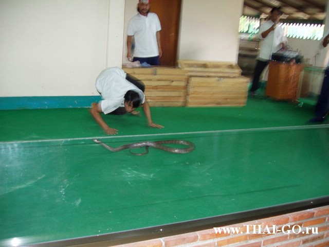 �������, ����, ������� �����