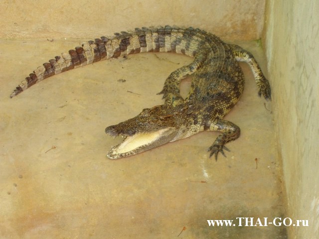 �������, ����, ������� �����