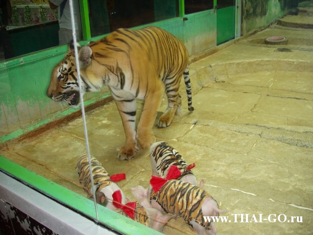 �������, ����, �������� �������