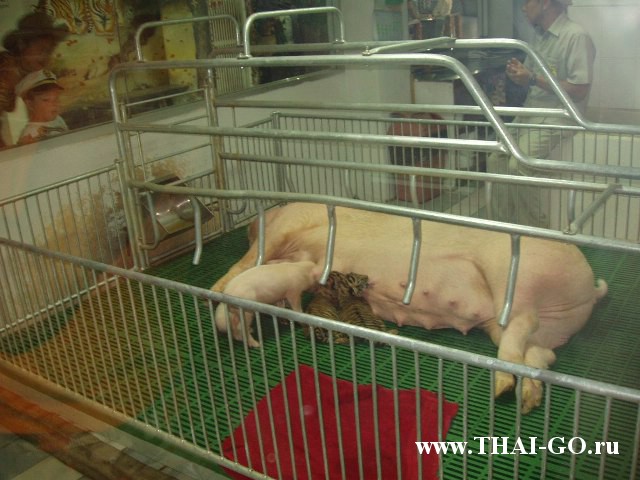 �������, ����, �������� �������