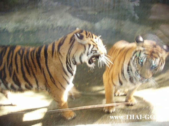 �������, ����, �������� �������